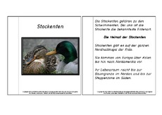 Mini-Buch-für-Lapbook-Stockente-Lesetext.pdf